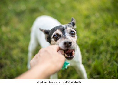 Small Dog And Owner Play Fetch With A Wooden Stick