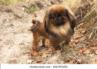 Lion Haircut Stock Photos Images Photography Shutterstock