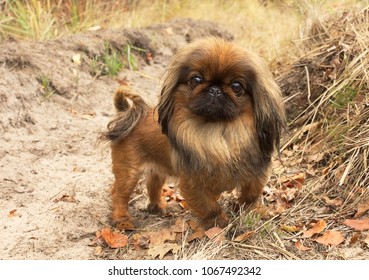 Lion Haircut Stock Photos Images Photography Shutterstock