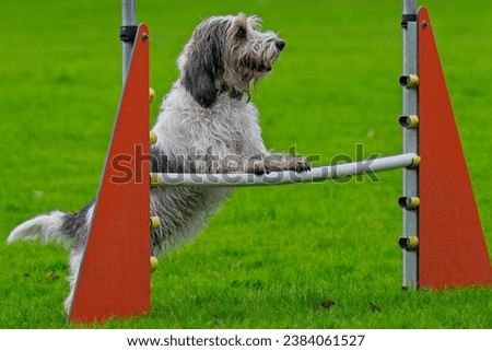 Small dog, a petit basset griffon vendéen, stands by an obstacle on an agility run waiting for what to come