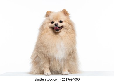 Small Dog In Photo Studio White Background