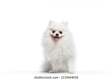 Small Dog In Photo Studio White Background