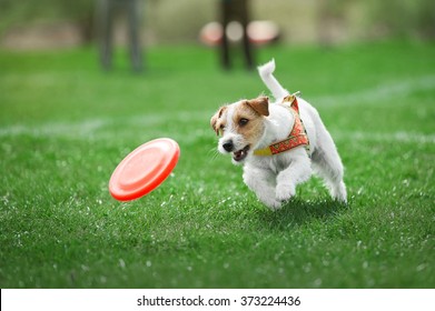 Small Dog Playing With Plastic Disk