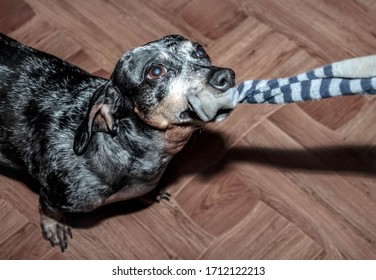 犬 靴下 の画像 写真素材 ベクター画像 Shutterstock
