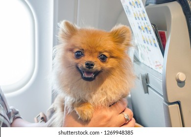 Small Dog Pomaranian Spitz In A Travel Bag On Board Of Plane, Selective Focus