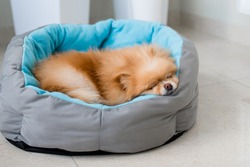A Small Dog Of Pomeranian Spitzz Funny Sleeping In The Bed Closeup. Pet. Portrait Of A Beautiful Dog Sleeping In His Bed. Spitz Sleeping In A Blue Crib On A White Background.
