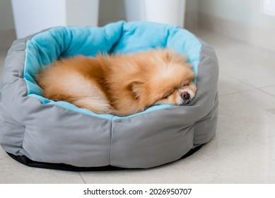 A Small Dog Of Pomeranian Spitzz Funny Sleeping In The Bed Closeup. Pet. Portrait Of A Beautiful Dog Sleeping In His Bed. Spitz Sleeping In A Blue Crib On A White Background.