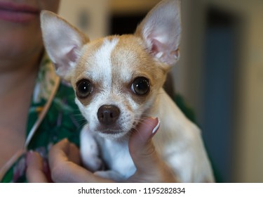 Chiot Chihuahua Images Stock Photos Vectors Shutterstock