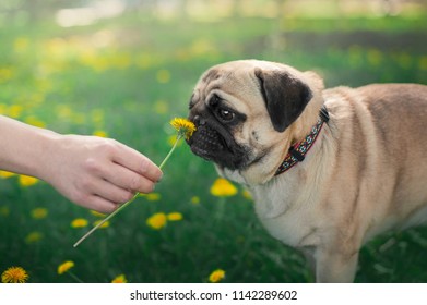 Small Dog Pug Sniffing Dandelion From The Human Hand On The Green Nature Background