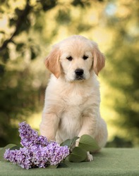 Small Dog Puppy Golden Retriever Labrador Sitting With A Bouquet Of Lilac Flowers In The Summer In The Park