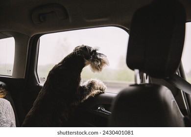 A small dog, purebred Miniature Schnauzer looking out of car window, enjoying the ride