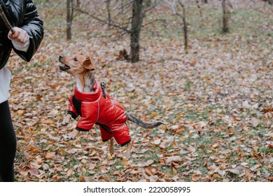 A Small Dog In A Red Jumpsuit In An Autumn Park, Jumps After A Stick. Pinscher Training In The Park