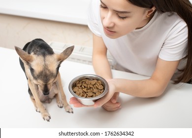 A Small Dog Refuses To Eat Feed, Turns Away From A Bowl Of Food, Tasteless Food, A Sign Of A Pet's Disease