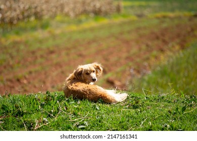 small dog resting outdoors in a valley. Animals and nature concept.