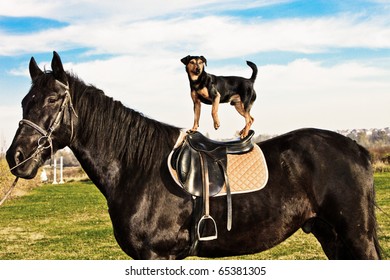 Small Dog Ride A Black Horse, Sunny Autumn Day