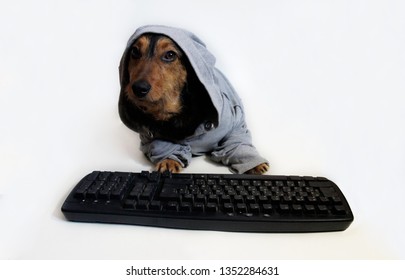 
A Small Dog Is Seriously Looking From Under The Hood Sitting Near A Computer Keyboard. 