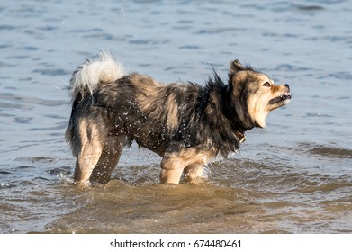 Small Dog Shaking Dry