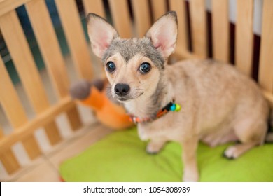 Small Dog Shivava Waiting Owner Come To Wood Cage In The House, Little Puppy Dog In My House