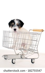 Small Dog In A Shopping Cart
