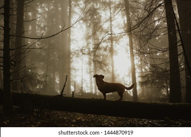 Small Dog Silhouette In The Forest. November Mood In The Forest. Dog In Nature.