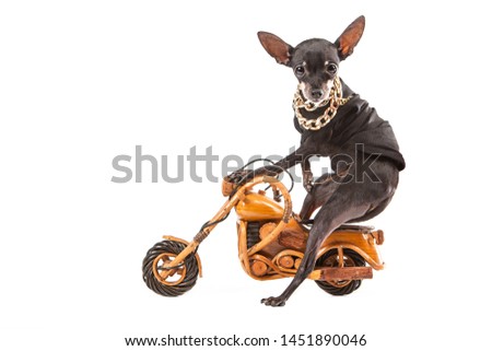 A small dog sitting astride a toy motorcycle. Dog biker. Luxury dog outfit. Dog with gold chains around his neck. Dogs breed Prague Ratter. Pocket dogs. Pets.