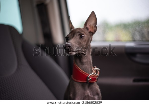 a small dog is sitting in the car in\
the driver\'s seat. small Italian greyhound.\
levretka