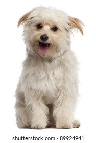 Small Dog Sitting And Panting In Front Of White Background