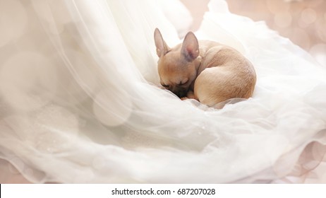 Small dog sleeping on the wedding dress