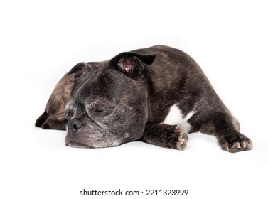 Small Dog Sleeping While Lying Sideways With Head On Ground. Full Body Of Cute Black And White Senior Dog Napping On The Floor. 9 Years Old Female Boston Terrier Pug Mix. Selective Focus. Isolated.