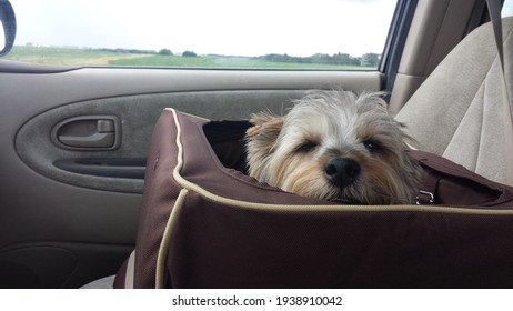 A Small Dog Sleeps In A Car Seat On A Road Trip.