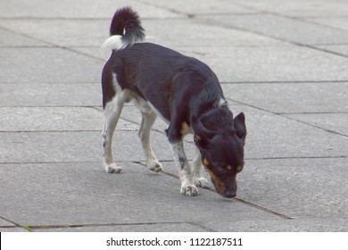 A Small Dog Sniffing The Sidewalk In Paris.