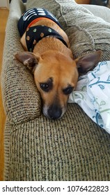 Small Dog Snuggling On Couch In Halloween Costume