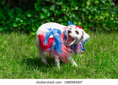 Small Dog Spinning In Circle To Grab Its Colorful Tail