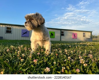 Small dog standing in tall grass and wildflowers looking away into evening sun in yard of daycare facility  - Shutterstock ID 2228140167