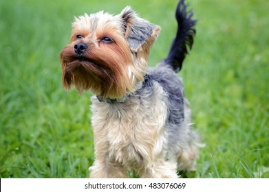 A Small Dog Stands On The Lawn And Squinted Against The Wind Blowing In Her Face.