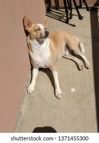 Small Dog Sunbathing On A Porch