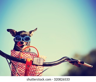  small dog in sunglasses or goggles sitting in bicycle basket licking his nose toned with a retro vintage instagram filter app or action effect