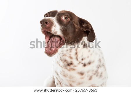 a small dog with a surprised expression