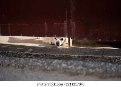 Small Dog Taking A Look Behind The Gate.