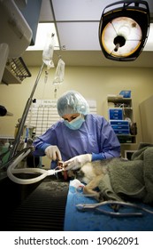 Small Dog Undergoing A Veterinary Dentistry Procedure