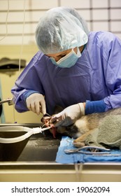 Small Dog Undergoing A Veterinary Dentistry Procedure