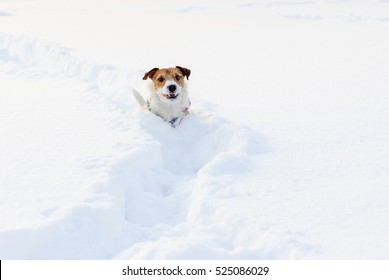 Small Dog Walking In Deep Snow On Winter Path