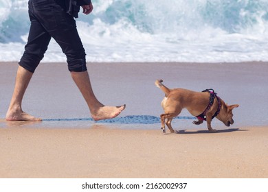 A Small Dog Walking Off-leash Sniffing The Sand Near Owner On A Walk In The Beach Along Seashore