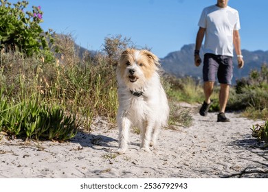 A small dog walking on a sandy path with a man in the background, set against a backdrop of lush greenery and mountains. - Powered by Shutterstock