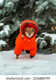 a small dog in a warm orange jumpsuit with a hood walks in the park in the snow in winter against the background of a tree - Shutterstock ID 2256880799