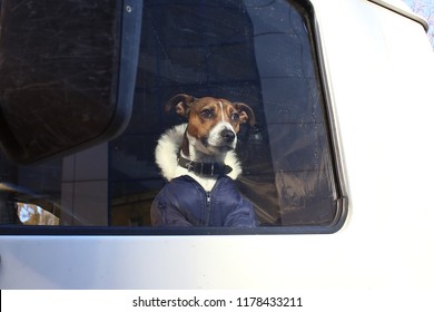 a small dog in a warm overalls sits on the driver's seat of the car, a companion with whom is not boring in the way, the dog driver looks out the window of the car, a cheerful pet in the heat

