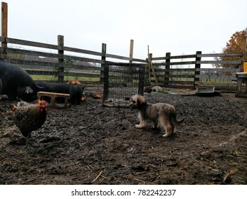 Small Dog Watching Over Pigs And Chicken Inside A Muddy Corral