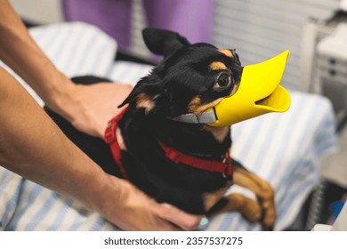Small dog wearing duck mouth muzzle examined at vet station, veterinarian holding small black dog and checking her eyes, pet diagnostic and checkup in clinic