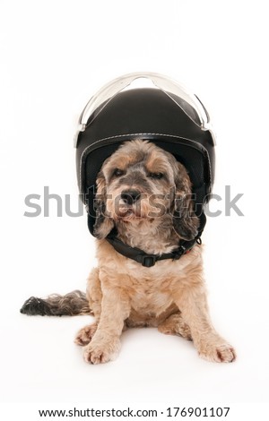 Small dog wearing a scooter helmet, isolated on white