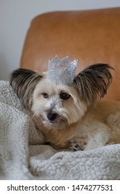Small Dog Wearing A Silver Glitter Crown Sitting On A Blanket And Tan Leather Couch.